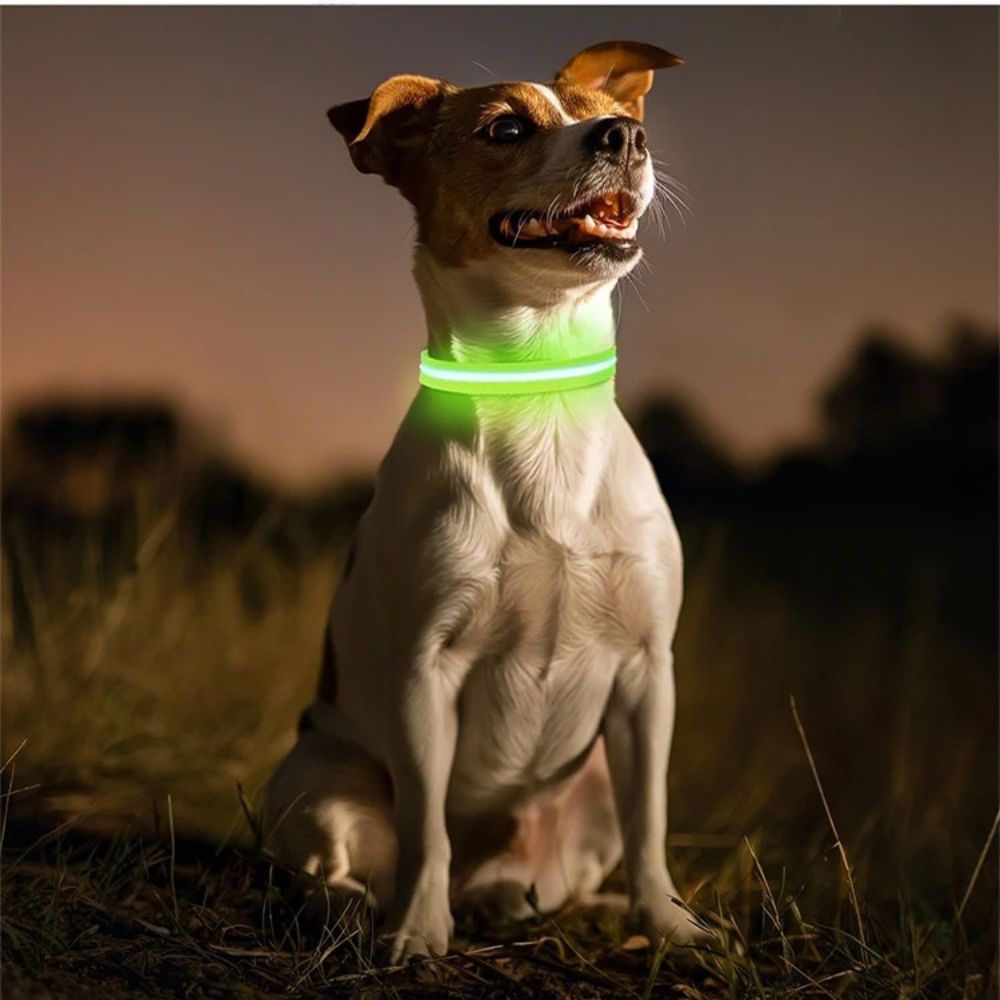 LED Dog Collar