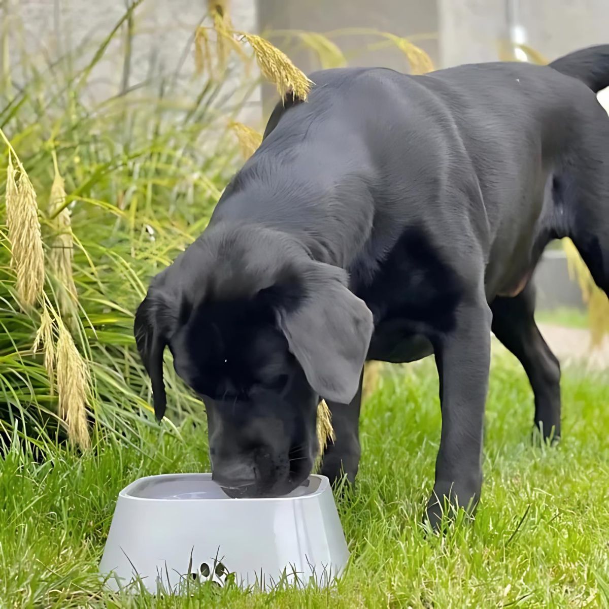 Drip Free Water Bowl