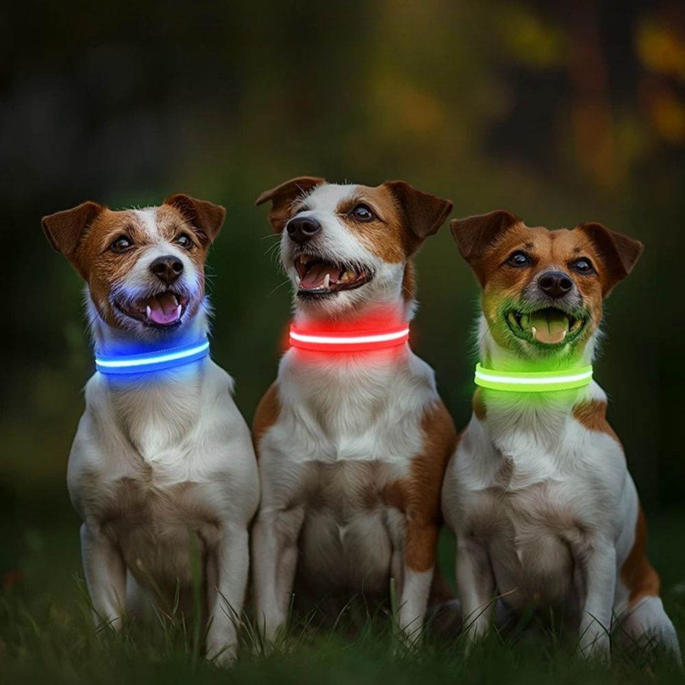 LED Dog Collar