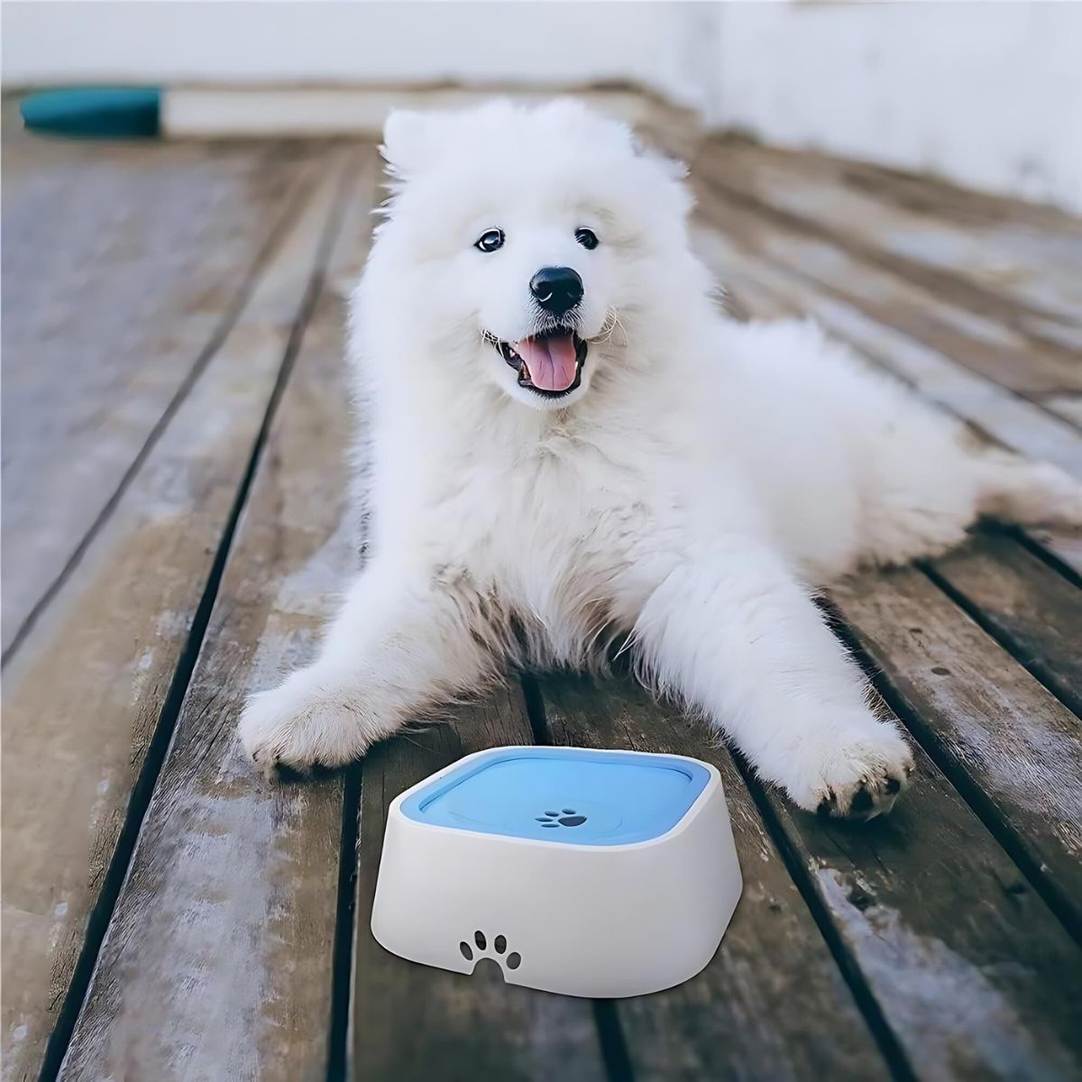 Drip Free Water Bowl