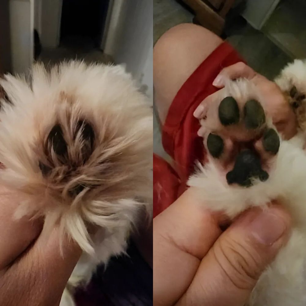 Doggie Paw Trimmer